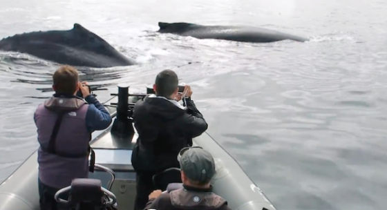 Humpbacks confront their aggressive ocean relatives (but they're not THAT close....)