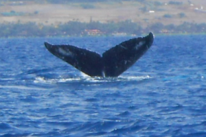 Numbers of humpbacks may have increased enough to pull them from the US federal protections....photo off western Maui in February by Ian Byington.