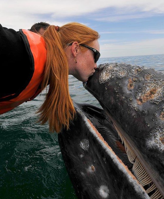 It's good to have a grey whale as a friend....