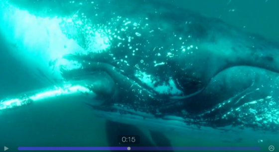 The humpback, right before the fin-slap...from Chris Coates' video.