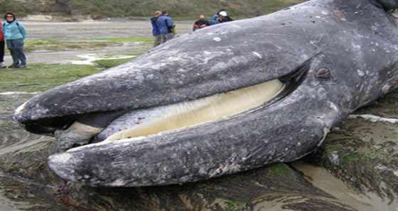A grey whale comes ashore, dead with plastics in his system.
