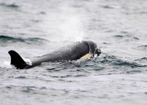 Female killer whale, draped in kelp.....photo by Carl Safina.