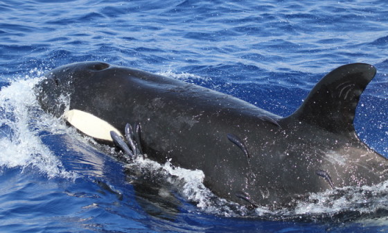 Researchers off Hawaii's Kona coast on Friday documented a rare sighting of killer whales, including at least two that were playing host to hitchhiking remoras (above)....photo by Robin Baird