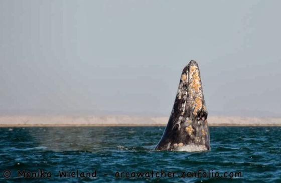 Gray whale in Baja this weekend - photo by Monika Wieland (orcawatcher.com)