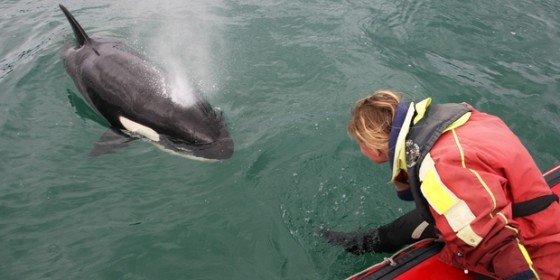 Orca expert and rescue founder Dr Ingrid Visser with an orca in Whangarei Harbour some years ago. Photo/Michael Cunningham 