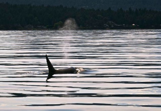 A killer whale's breath, in the late afternoon sun near San Juan Island. Jpod has returned this past week, including 103-year-old Granny (next time you got to Sea World & they say orcas live to be around 30 years old, you can tell them they do better in the open sea, swimming 75 miles a day, not 75 feet in a cement pond.) Photo (thanks!) by Jim Maya.