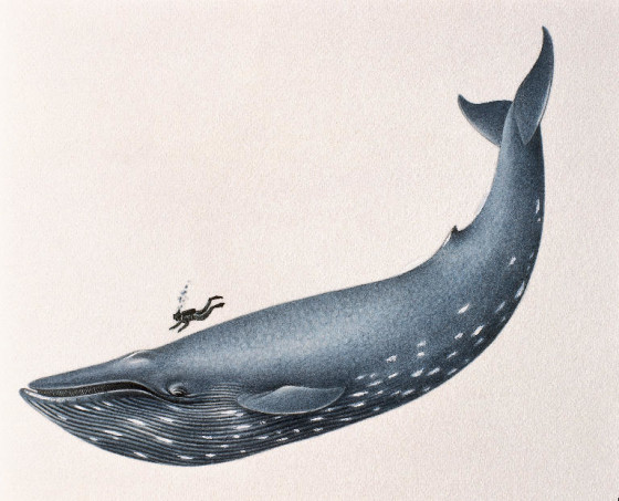 diving with blue whale
