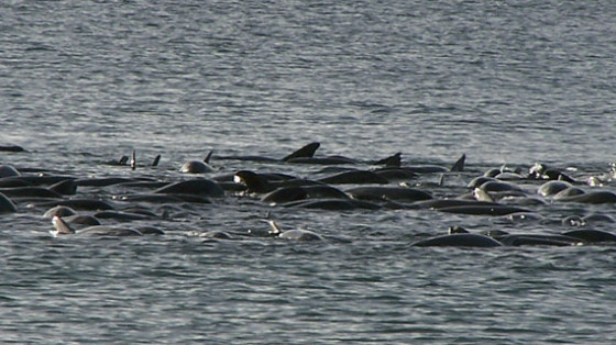 Photo: NOAA (Stranding event of melon-headed whales swimming in tight circles in Hanalei Bay, Hawaii, on July 3, 2004. Navy sonar exercises likely contributed to the event.)