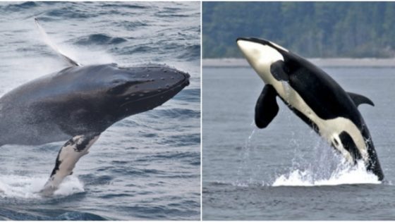 A new study in the Marine Mammal Science journal has found that humpback whales (left) will defend other species from orca (right) attacks. (First image: Joe Kearney; second image: Ken Balcomb/Explore)